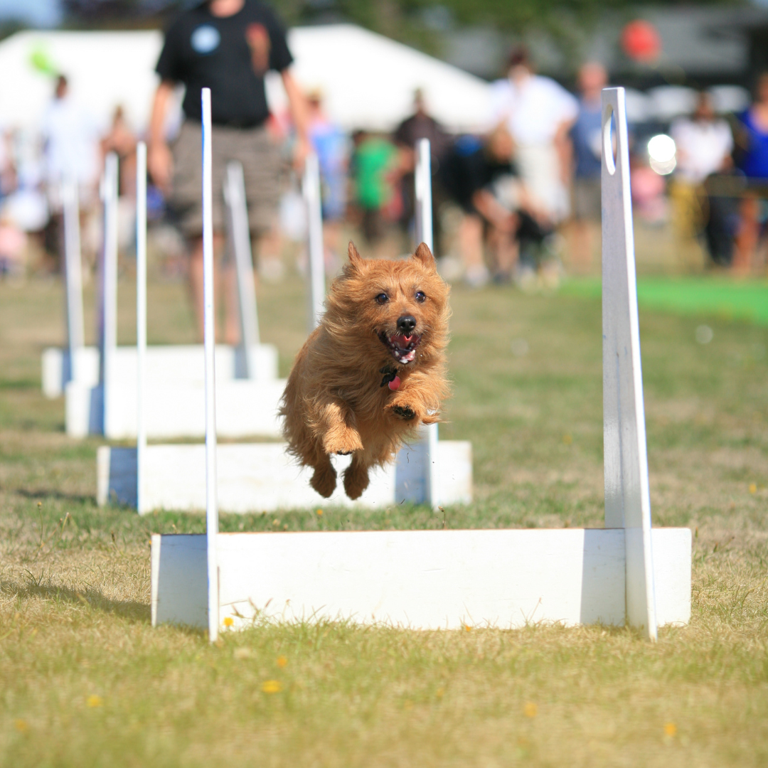 Conditioning for Sport Enthusiasts