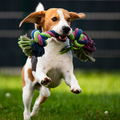 Puppy Pick Consultation (Pet Dogs)