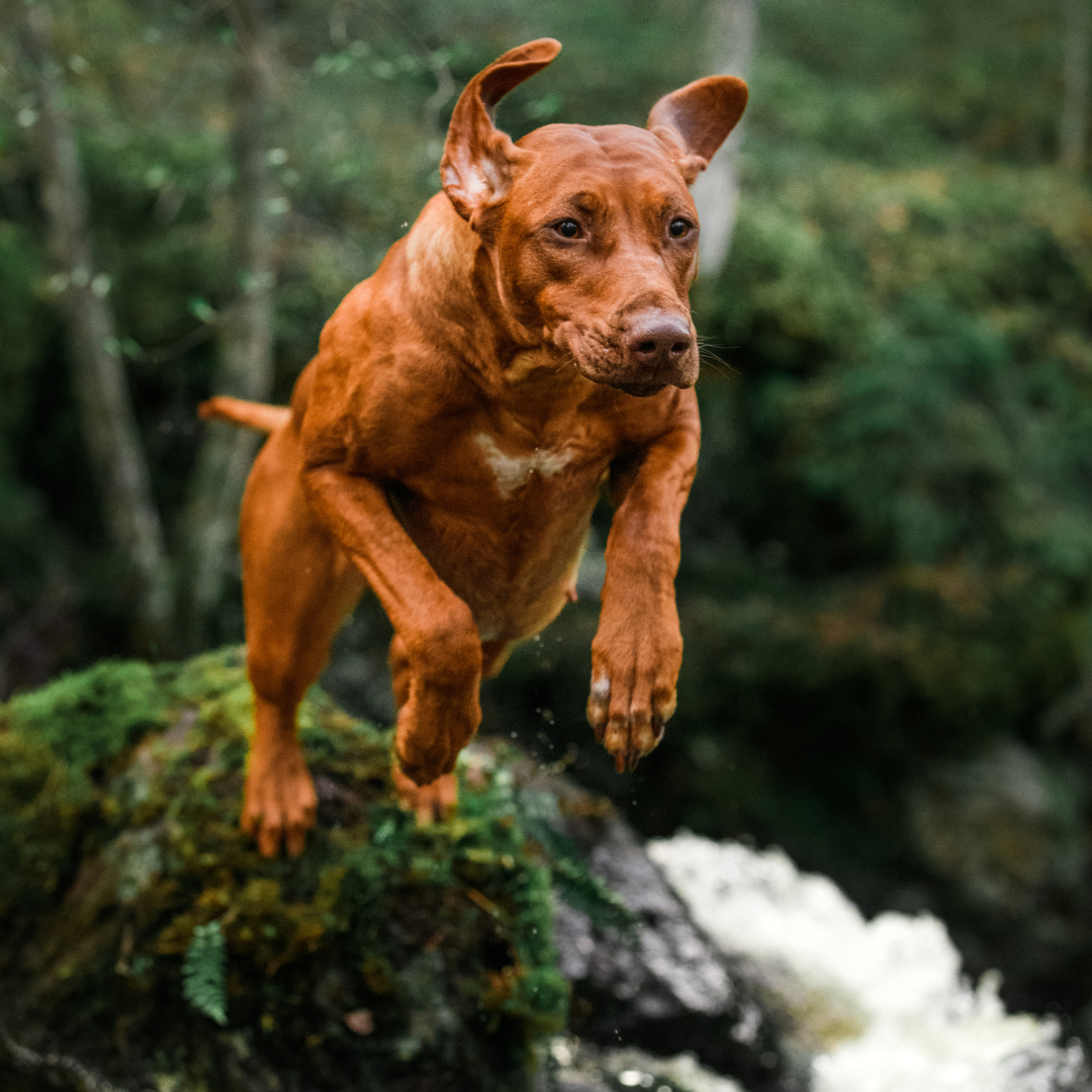 Conditioning for Active Pets