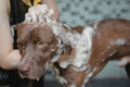 SELF-SERVE DOG WASH