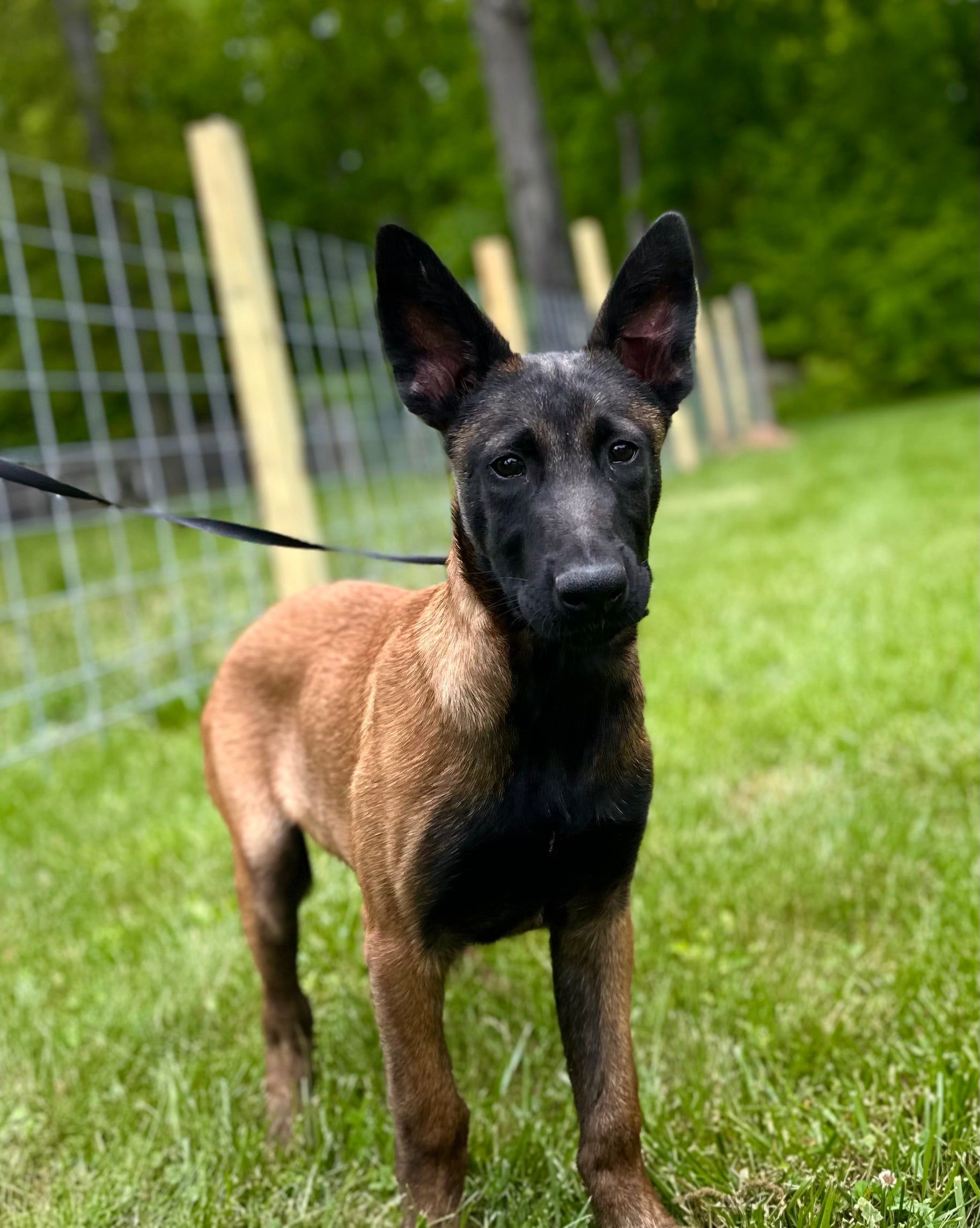 5 Day Puppy Board + Train
