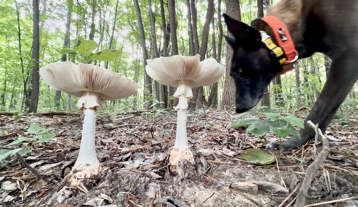Hiking w Your Dog - BOOKING NOW ON SNIFFSPOT!