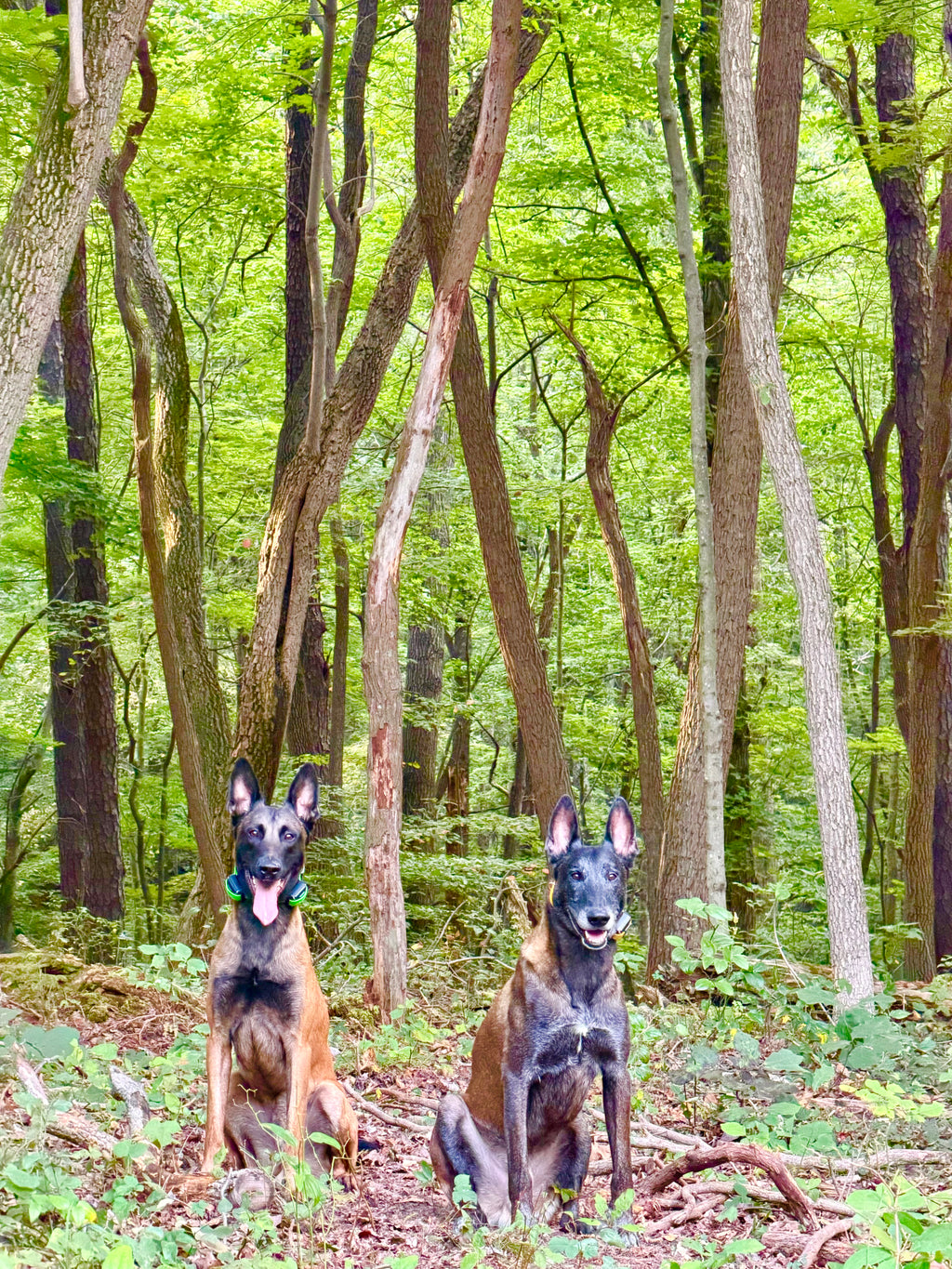 Hiking w Your Dog - BOOKING NOW ON SNIFFSPOT!