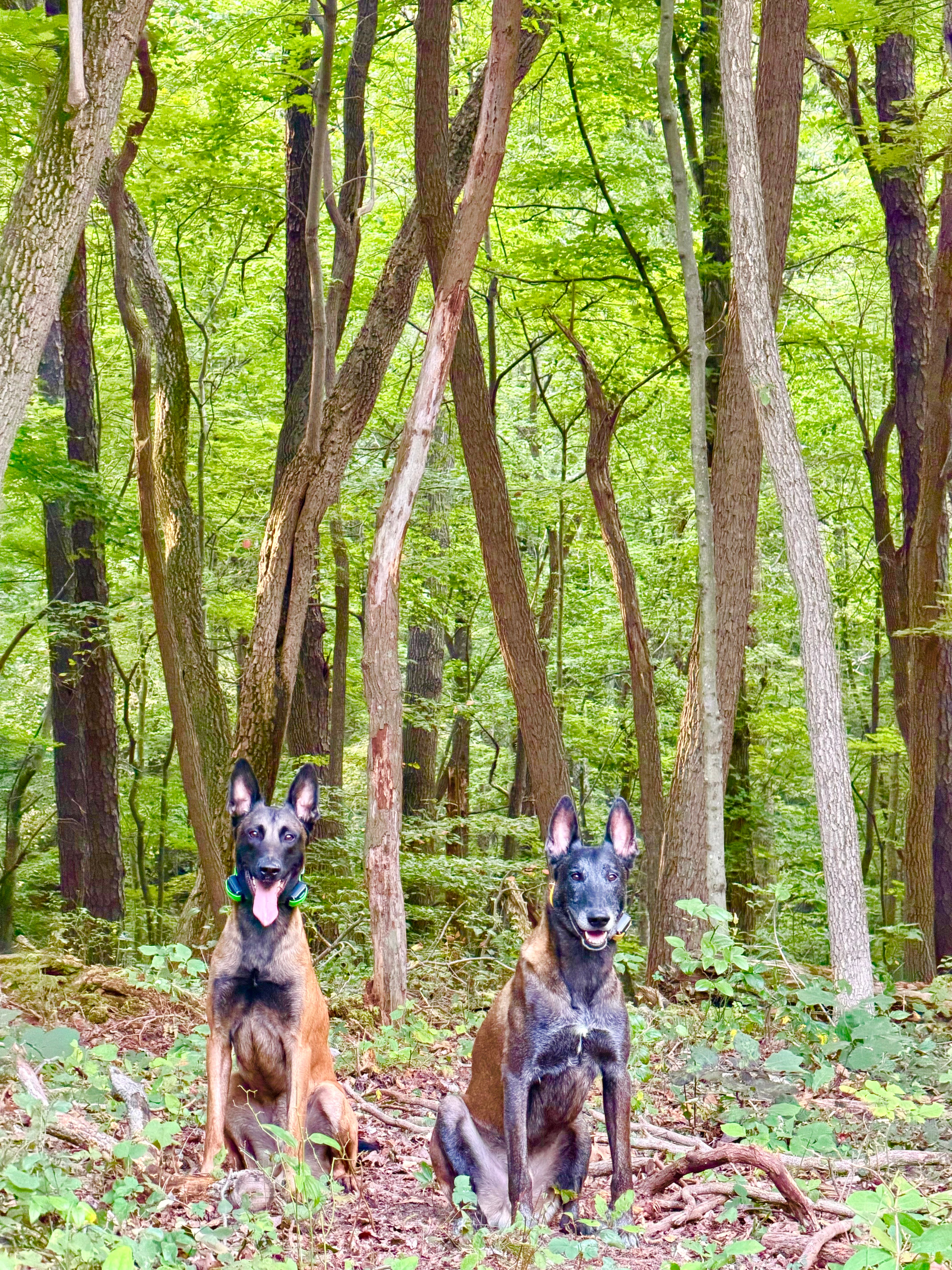 Hiking w Your Dog - BOOKING NOW ON SNIFFSPOT!