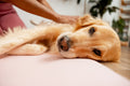 Canine Massage - 60 Min