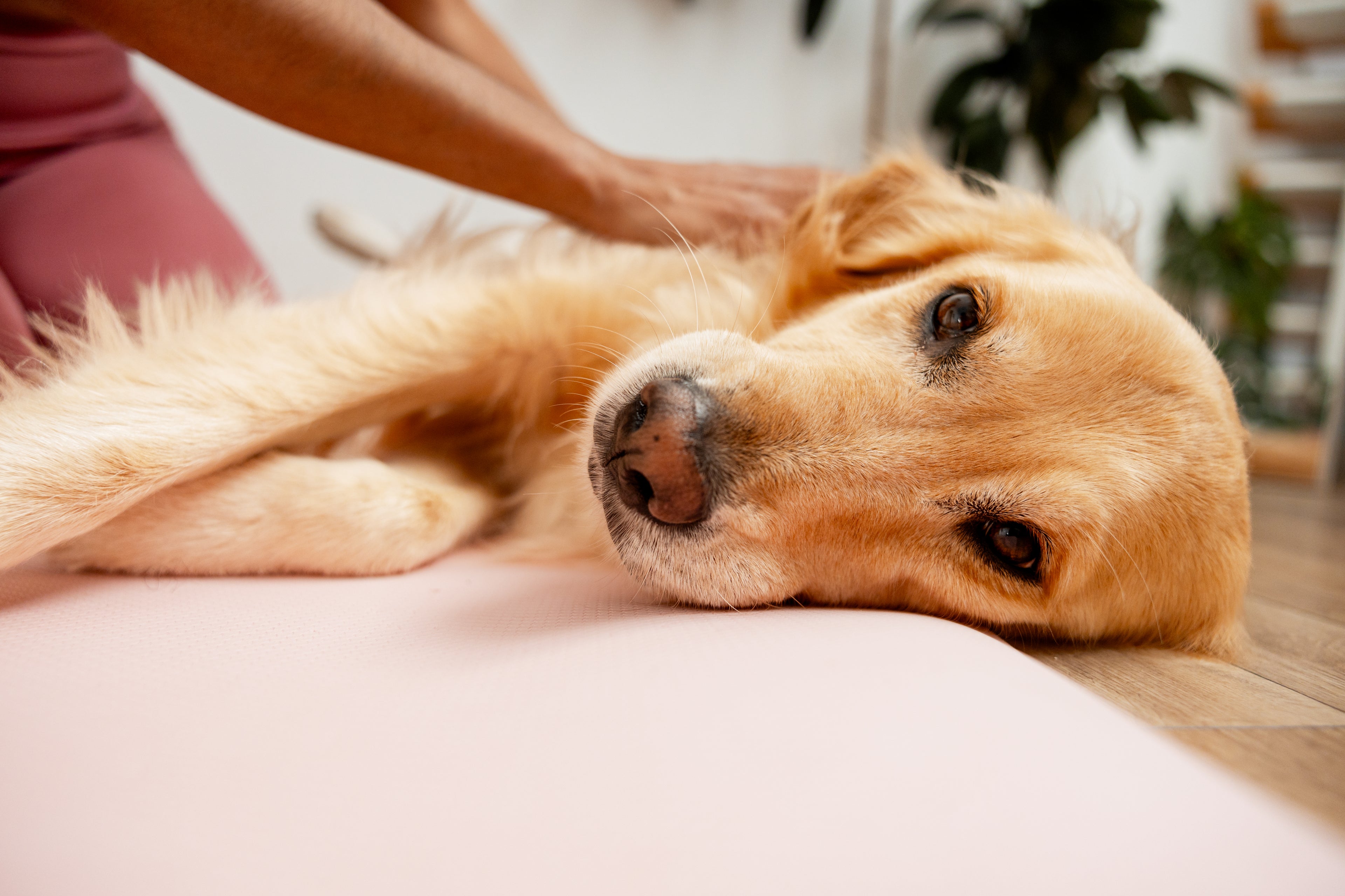 Canine Massage - 60 Min